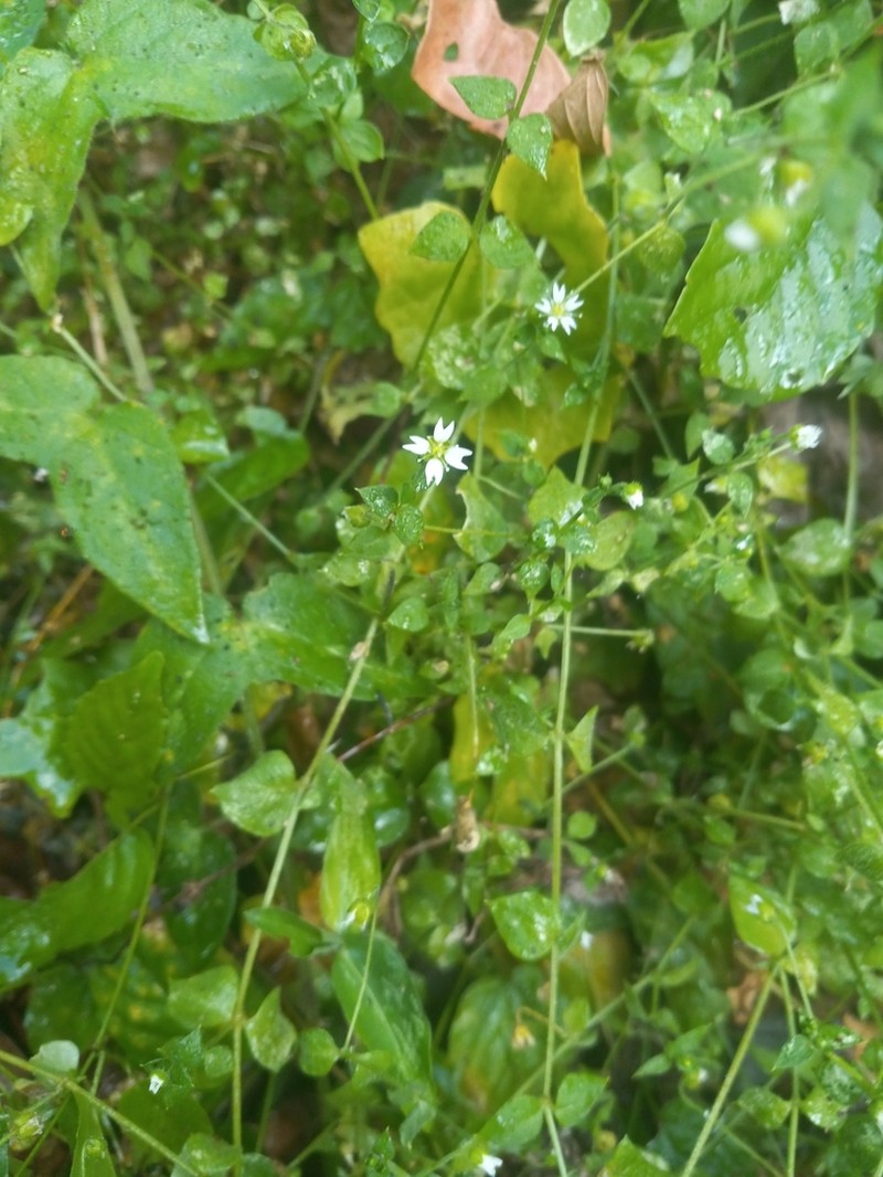 West Indian Starwort photo 6