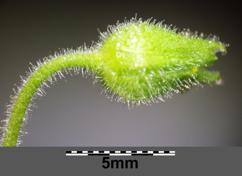 Giantchickweed photo 8