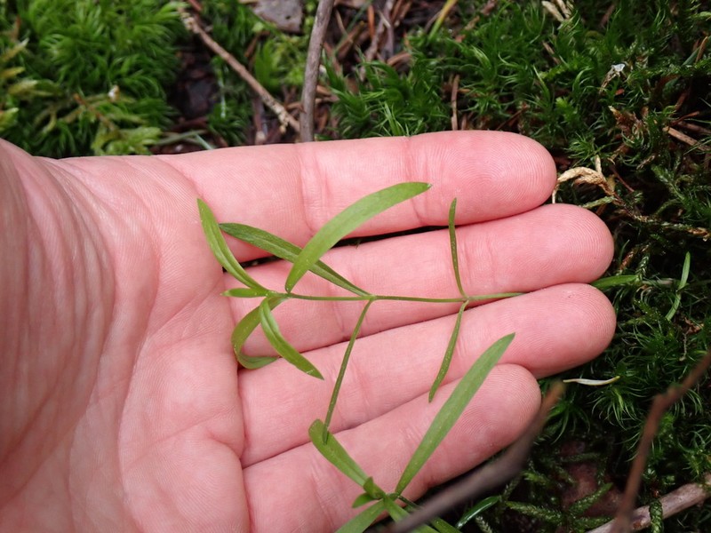 Boreal Starwort photo 2