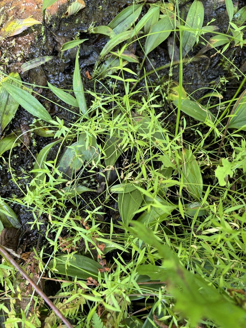 Boreal Starwort photo 3