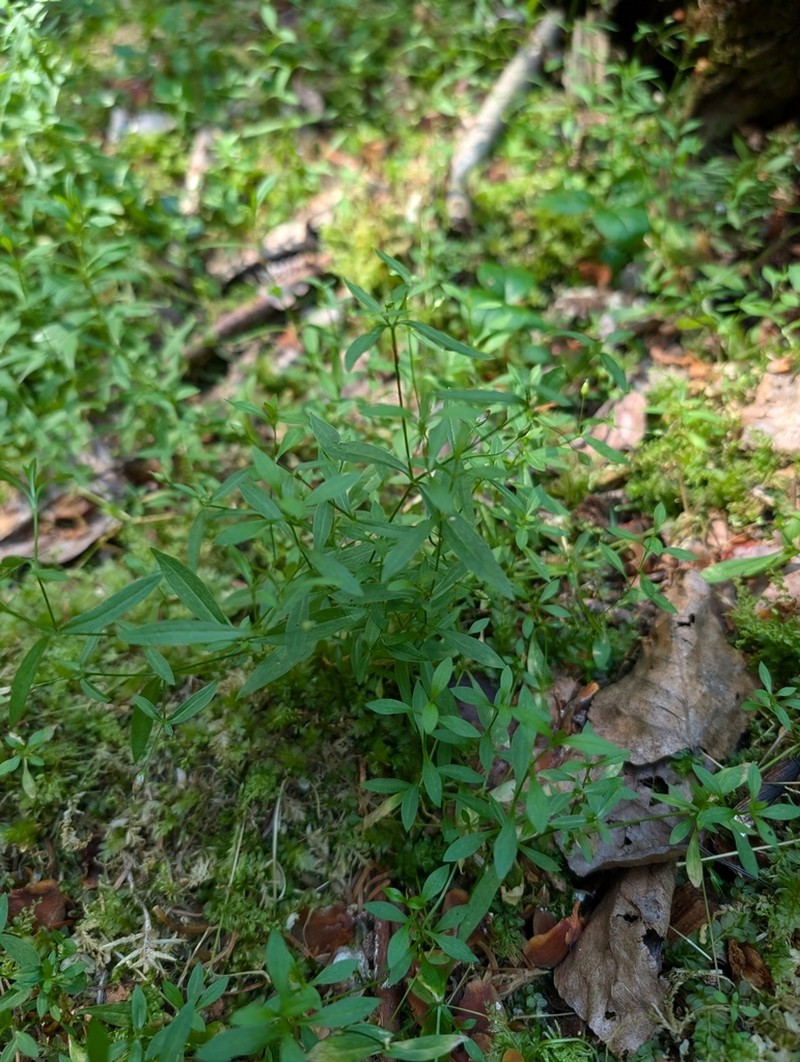 Boreal Starwort photo 4