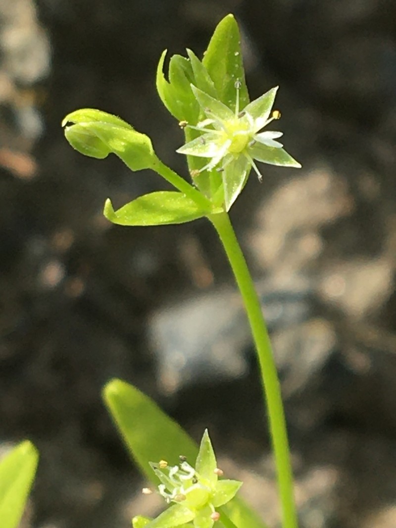 Boreal Starwort photo 6