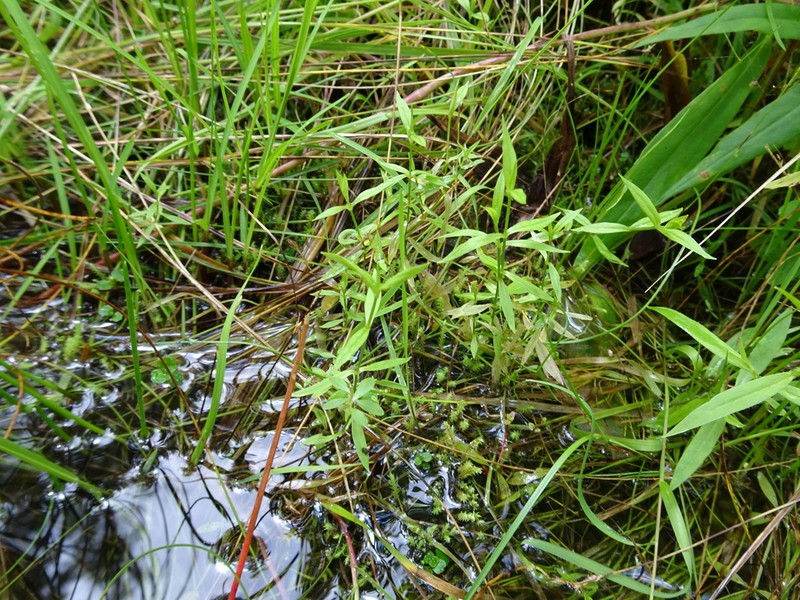 Boreal Starwort photo 7