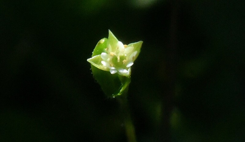Northern Starwort photo 3