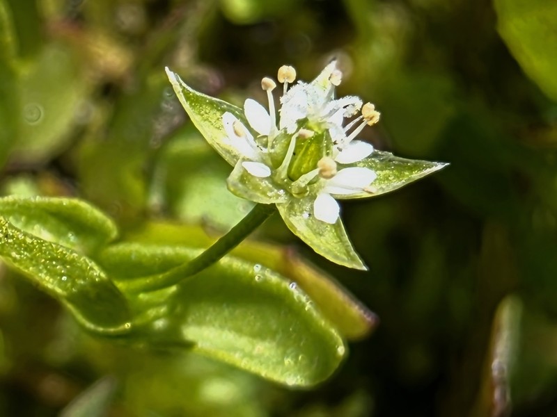 Northern Starwort photo 4