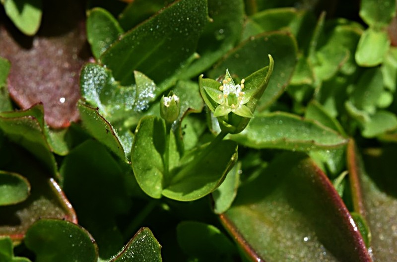 Northern Starwort photo 5