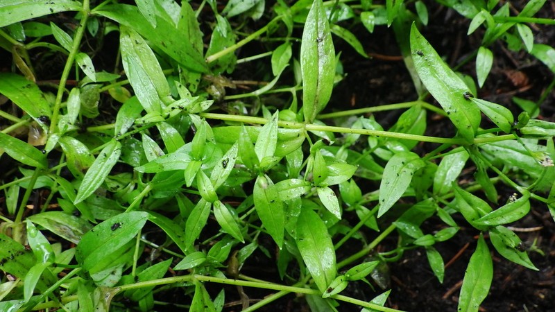 Northern Starwort photo 6