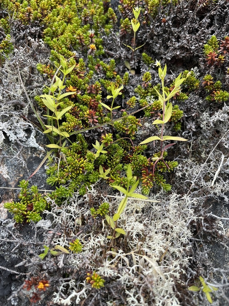 Northern Starwort photo 7