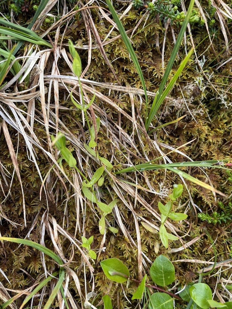 Northern Starwort photo 8