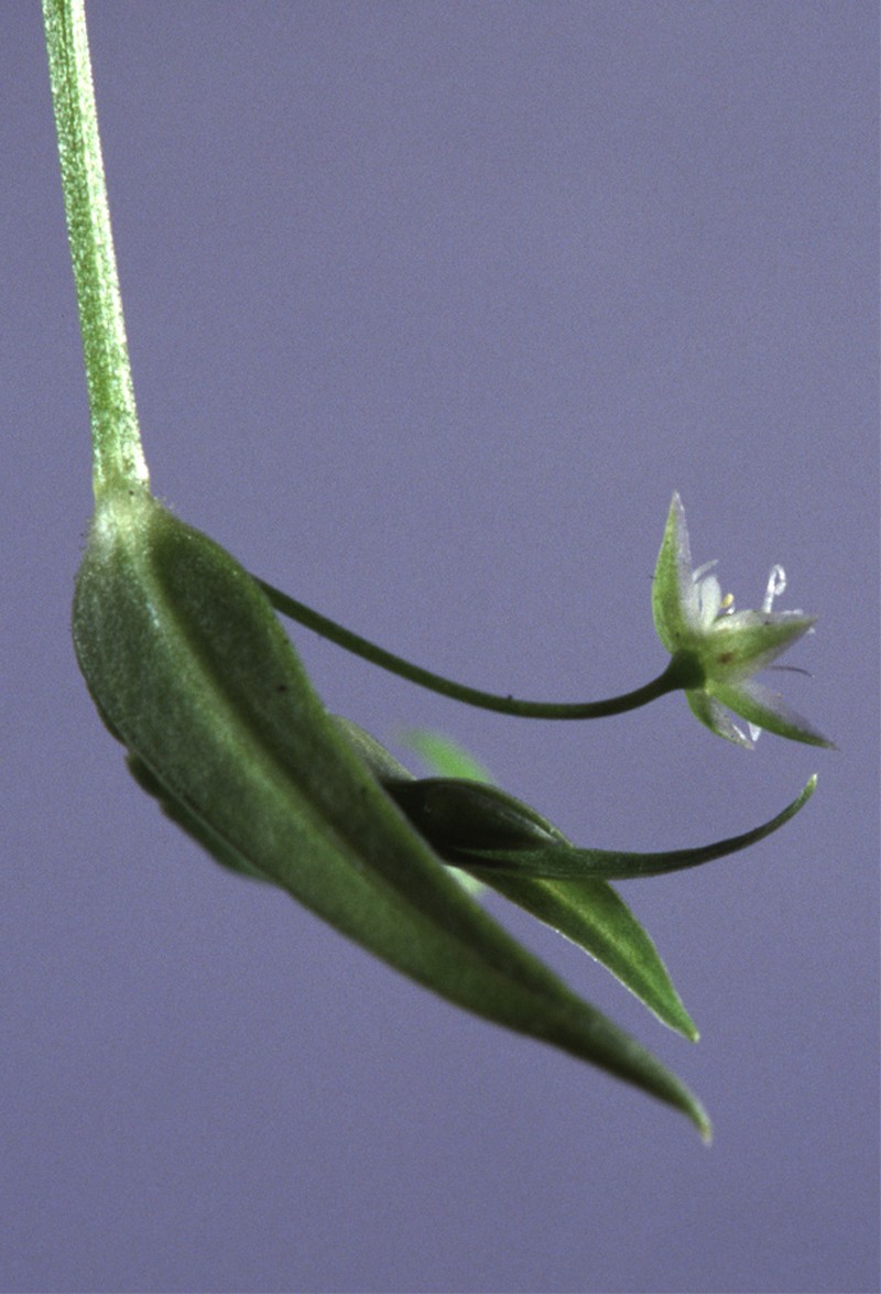 Northern Starwort photo 4