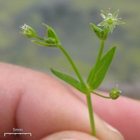 Northern Starwort