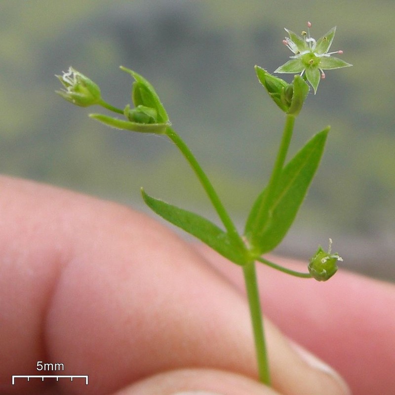 Northern Starwort