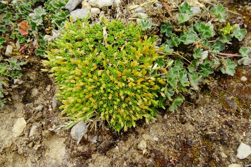 Stellaria congesta