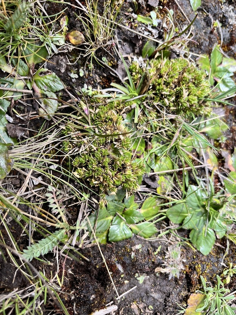 Stellaria congesta photo 2