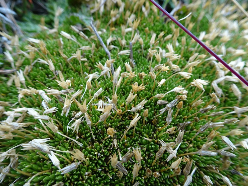 Stellaria congesta photo 3