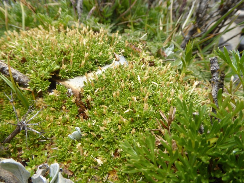 Stellaria congesta photo 4