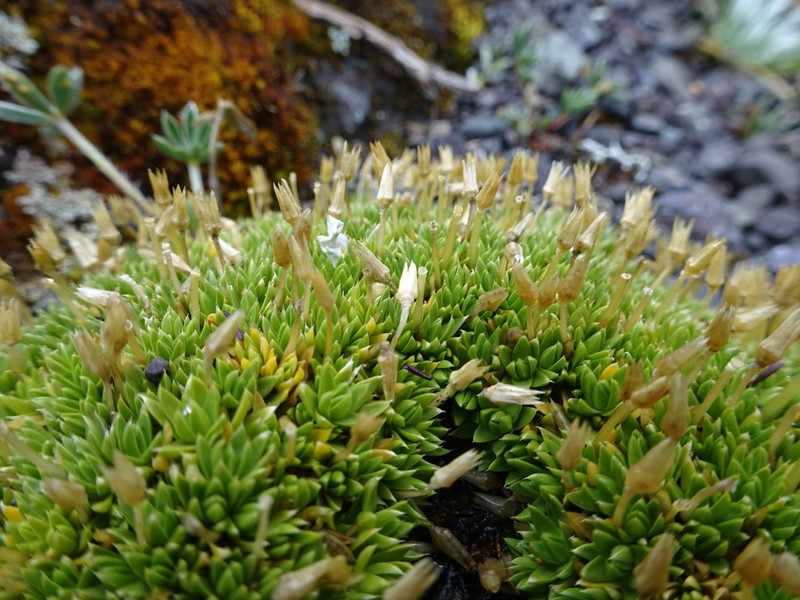 Stellaria congesta photo 5