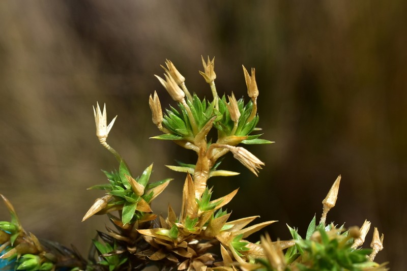 Stellaria congesta photo 7