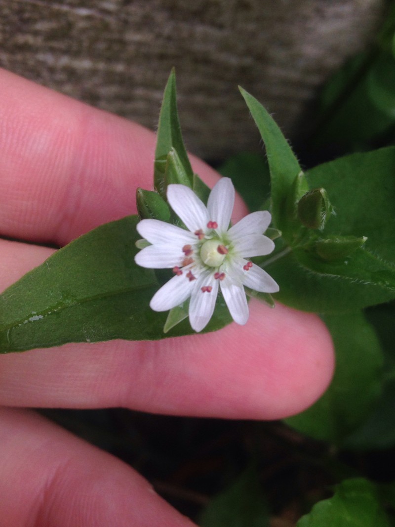 Tennessee Starwort