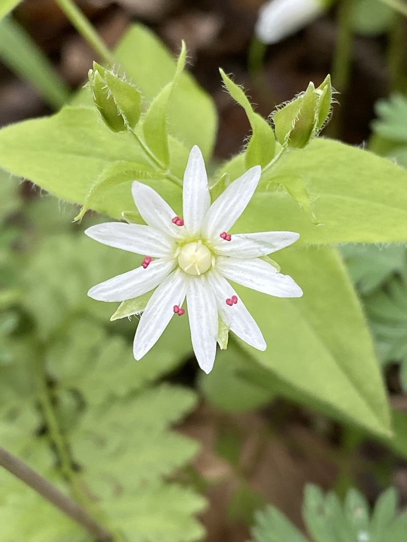 Tennessee Starwort photo 2