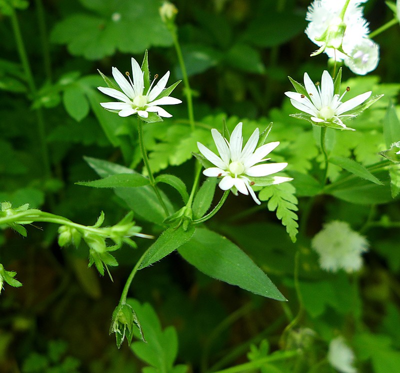 Tennessee Starwort photo 3