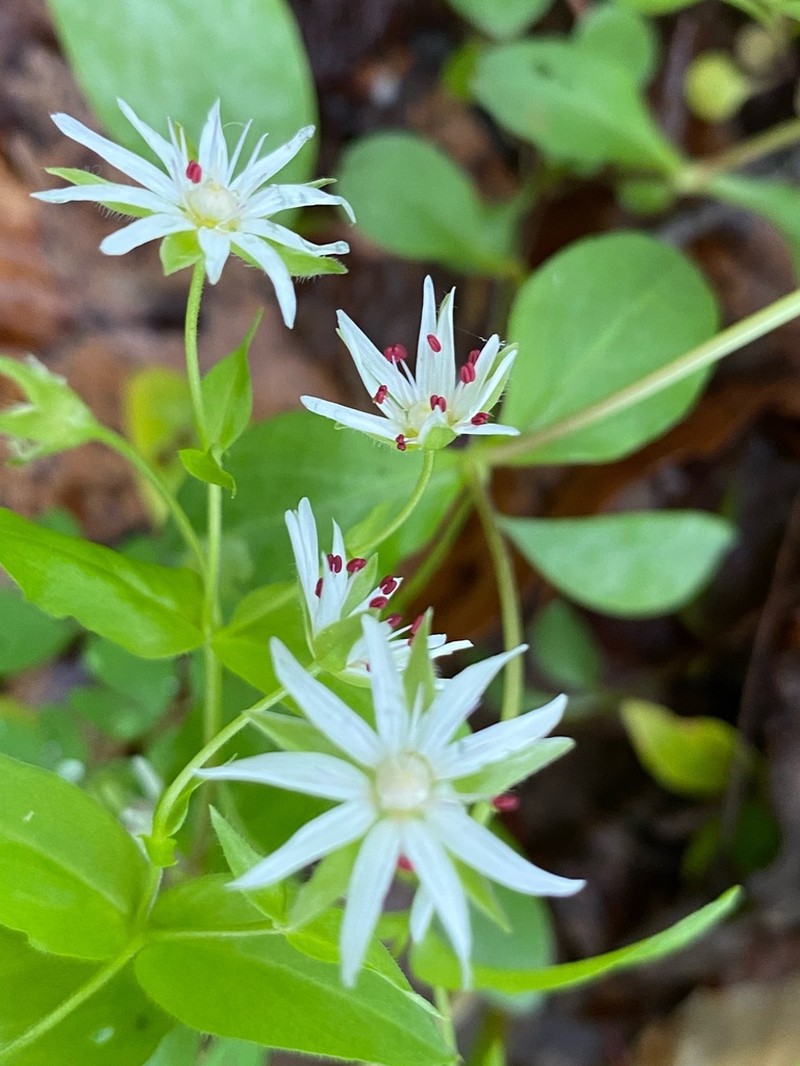 Tennessee Starwort photo 4