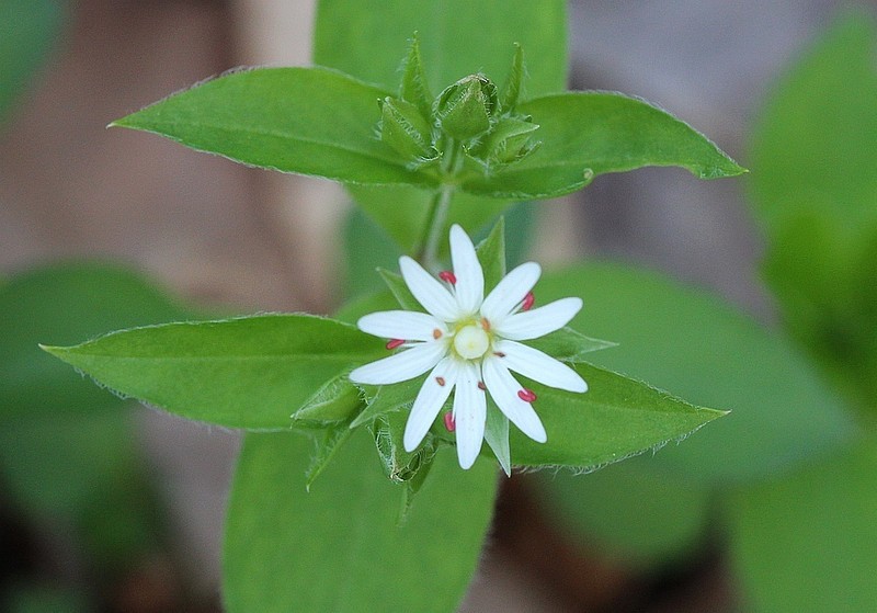 Tennessee Starwort photo 5