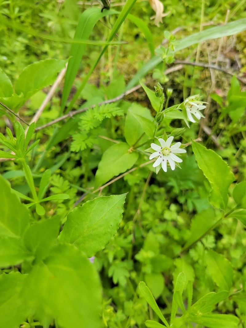 Tennessee Starwort photo 6