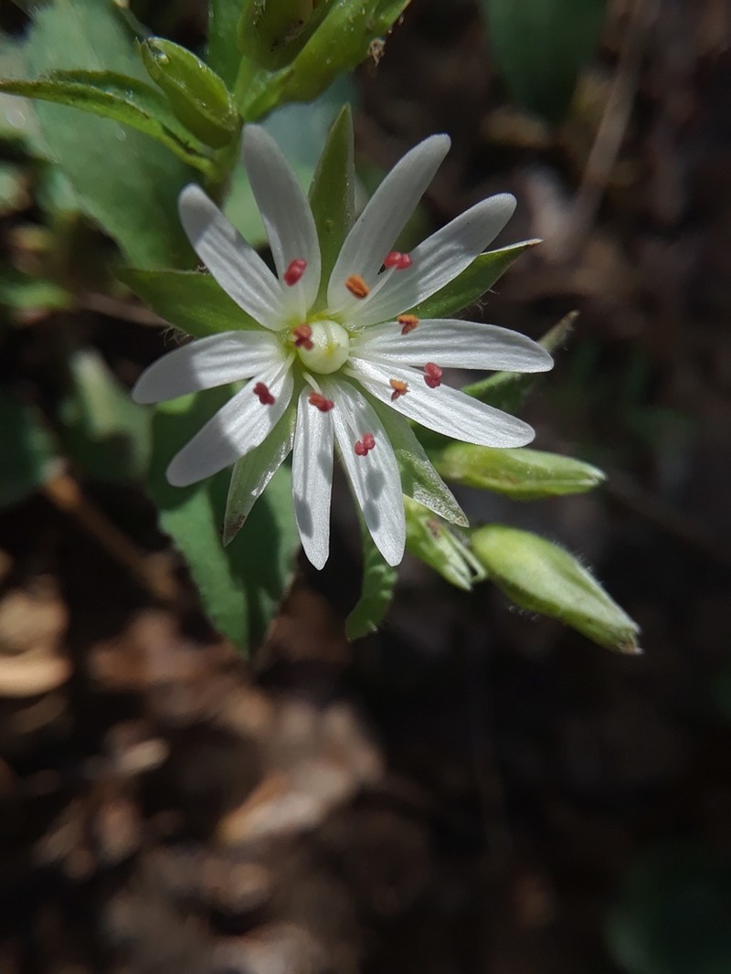 Tennessee Starwort photo 7