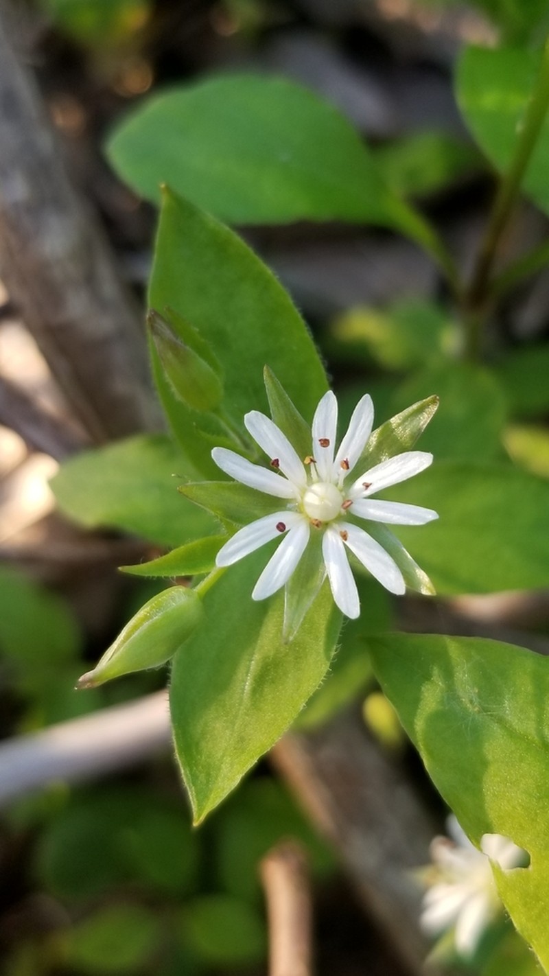 Tennessee Starwort photo 8