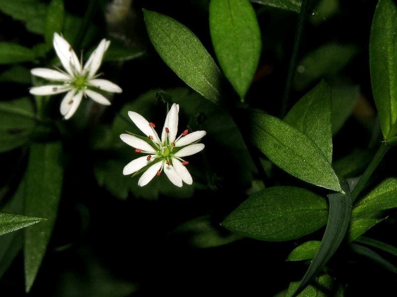 Fleshy Starwort photo 2
