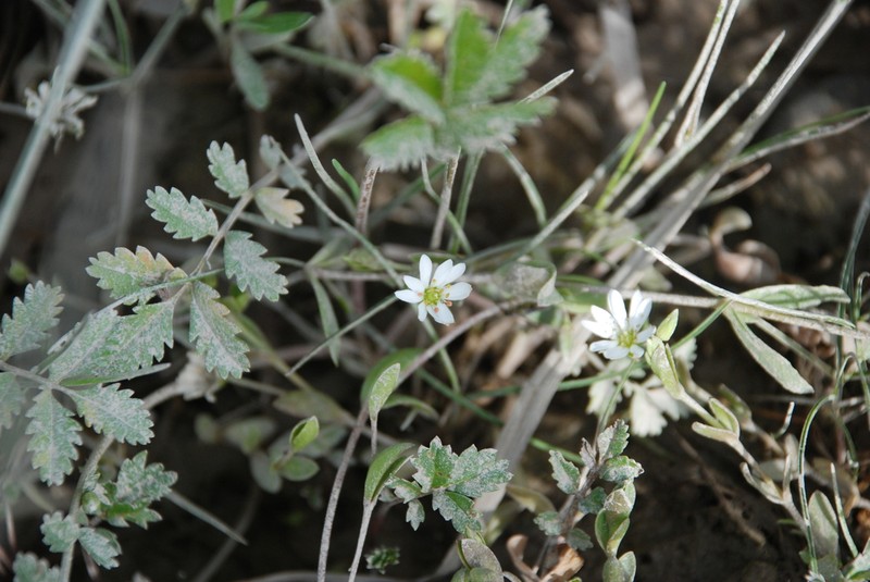 Fleshy Starwort photo 3