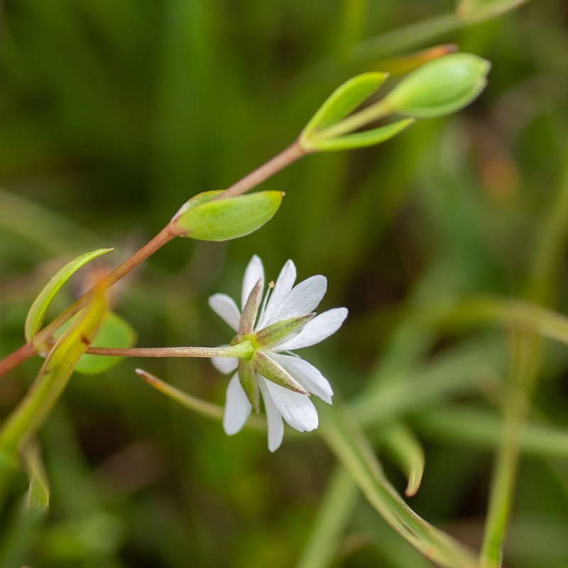 Fleshy Starwort photo 4