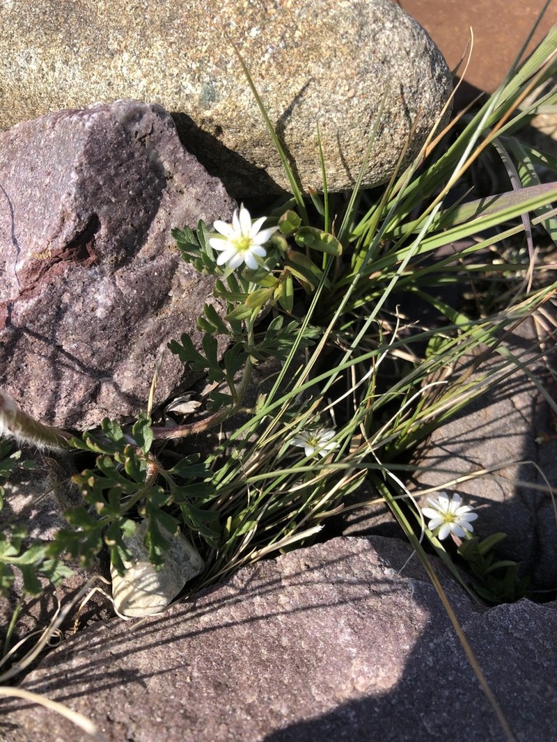 Fleshy Starwort photo 5