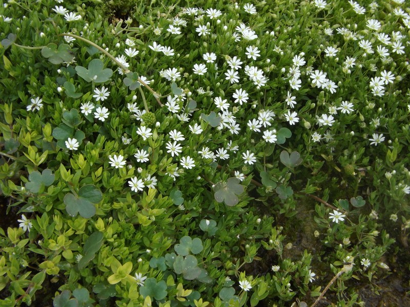 Fleshy Starwort photo 6