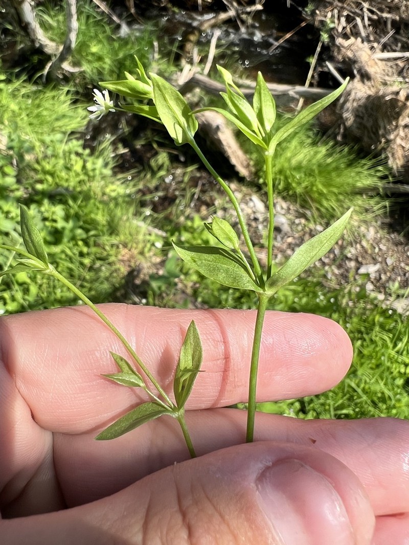 Fleshy Starwort photo 7