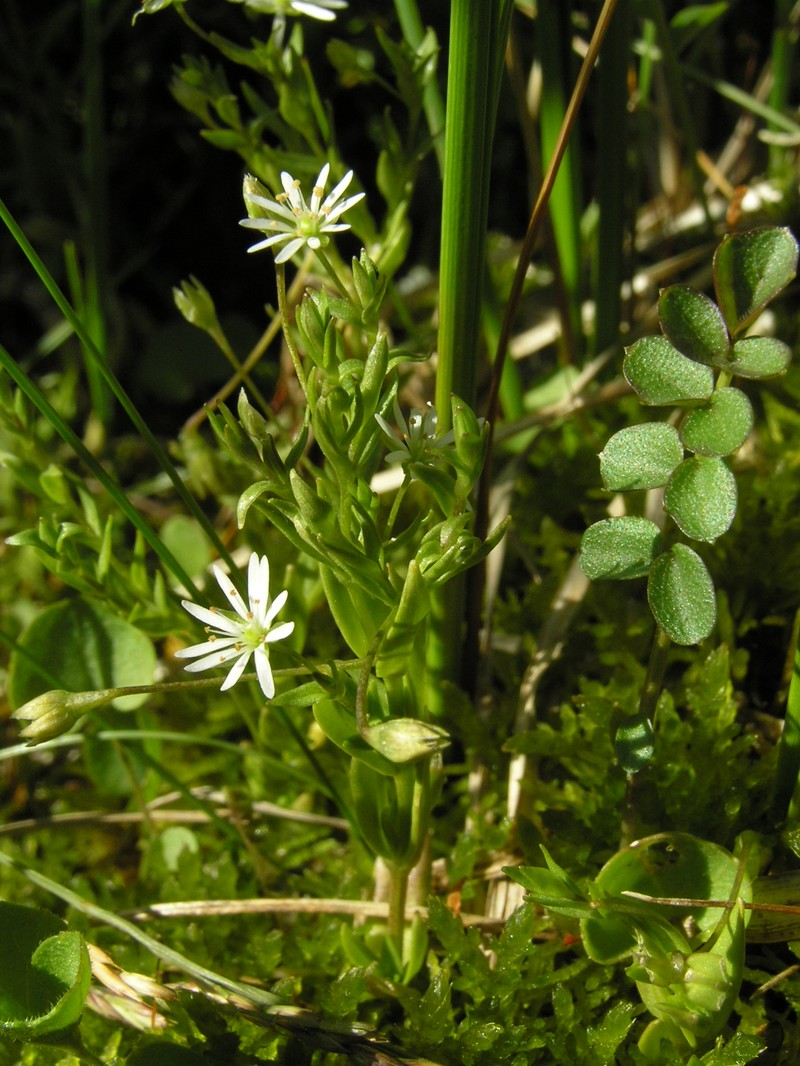 Fleshy Starwort