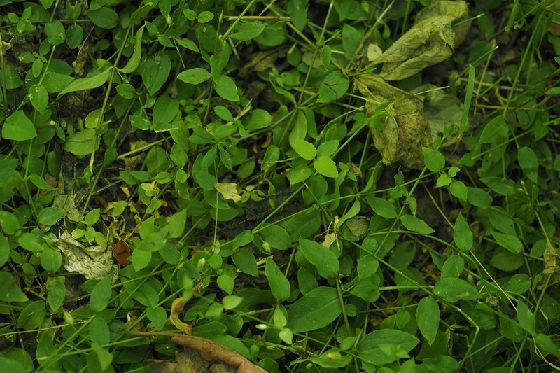 Curled Starwort photo 4