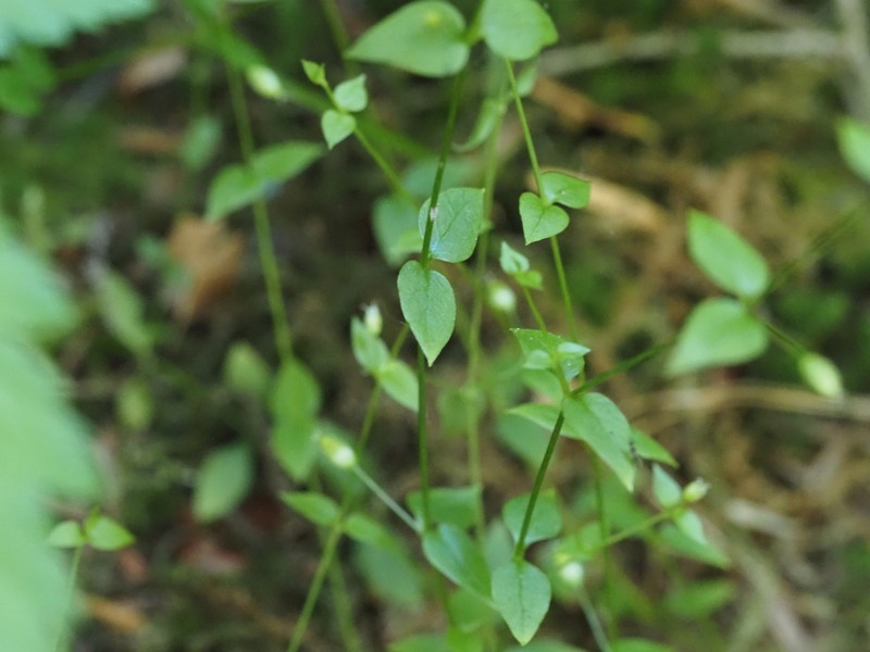 Curled Starwort photo 5