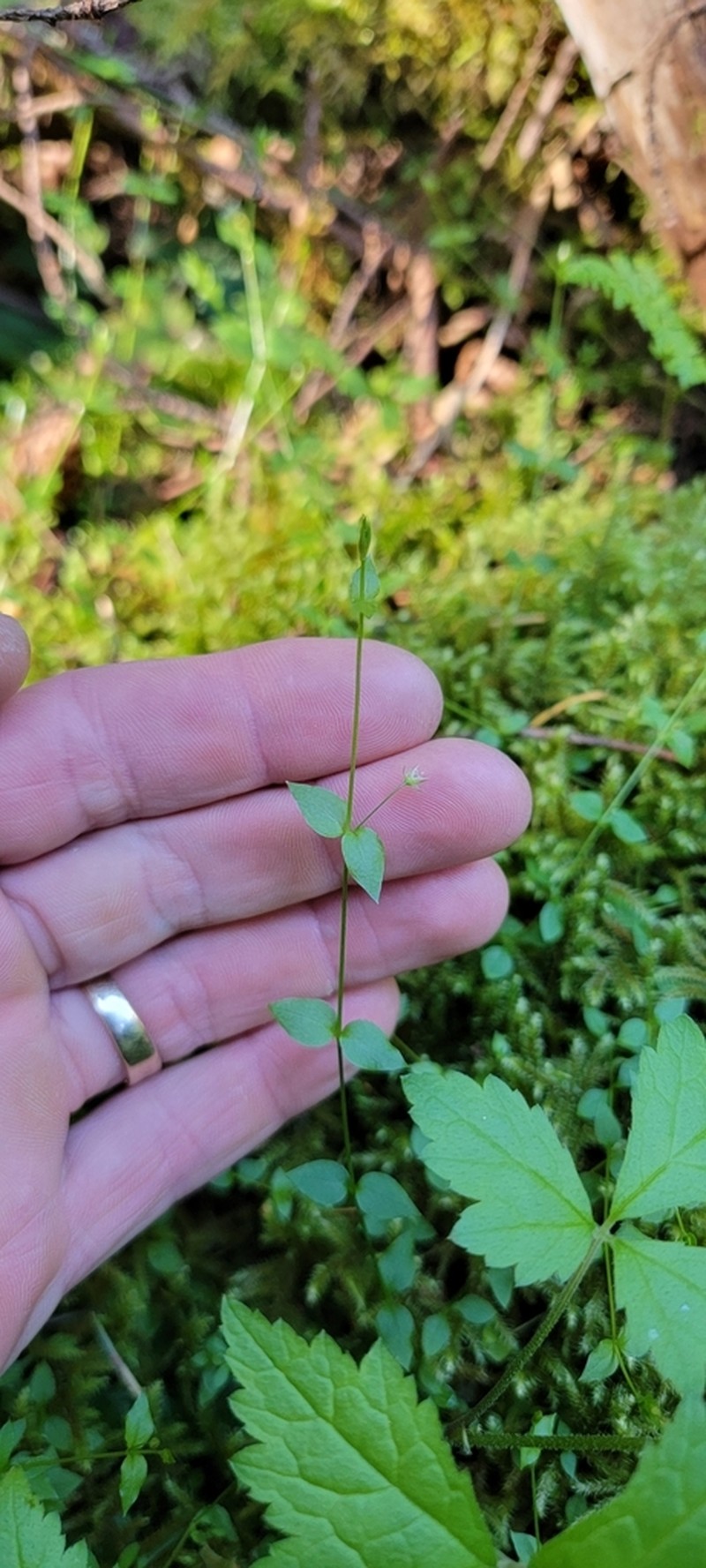 Curled Starwort photo 6