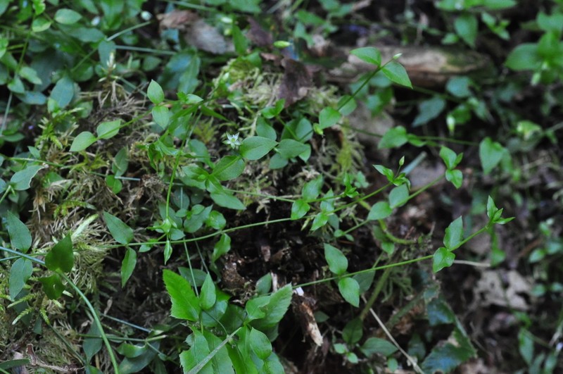 Curled Starwort photo 7
