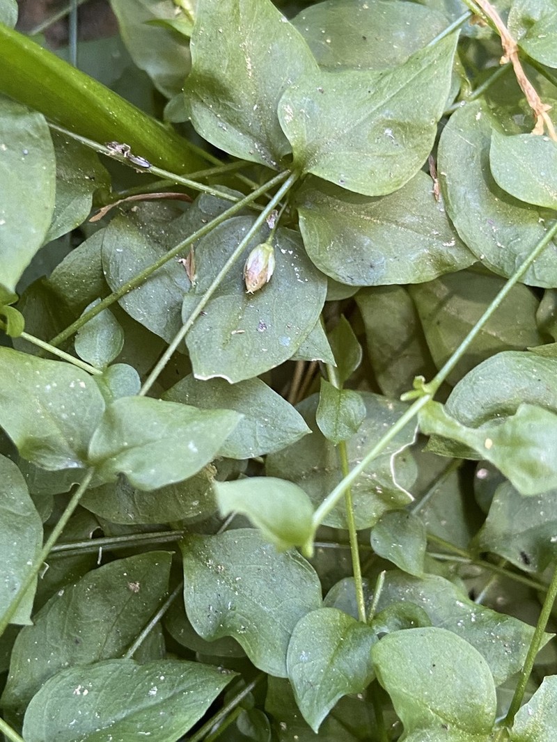 Curled Starwort photo 8