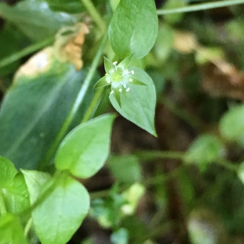 Curled Starwort