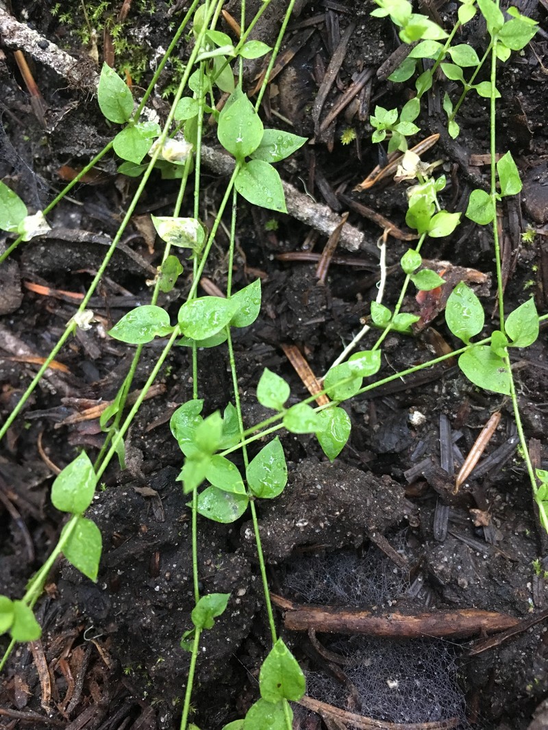 Curled Starwort photo 2