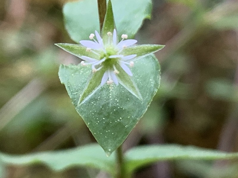 Curled Starwort photo 3