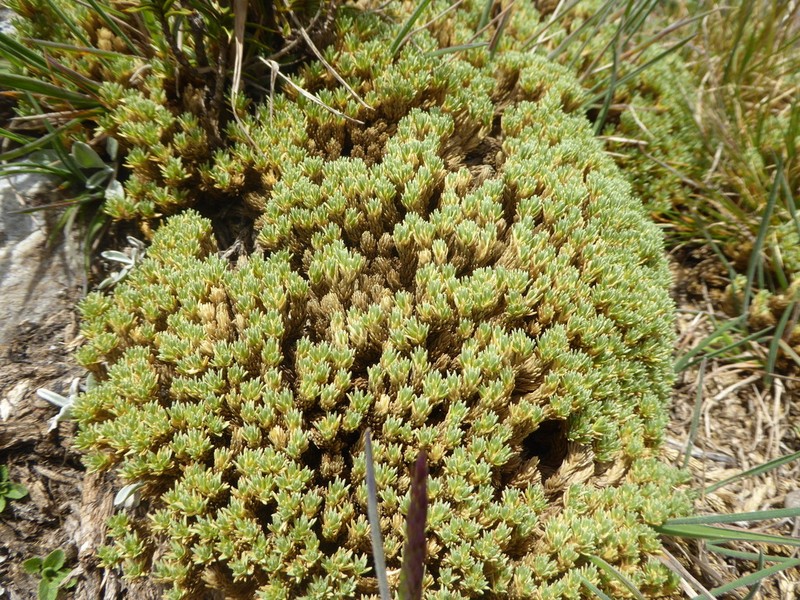 Stellaria cryptantha photo 2