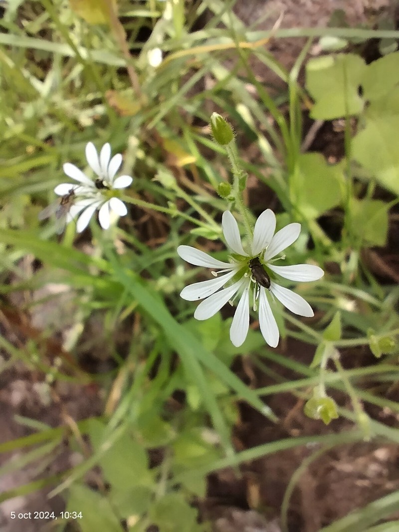 Mexican Starwort