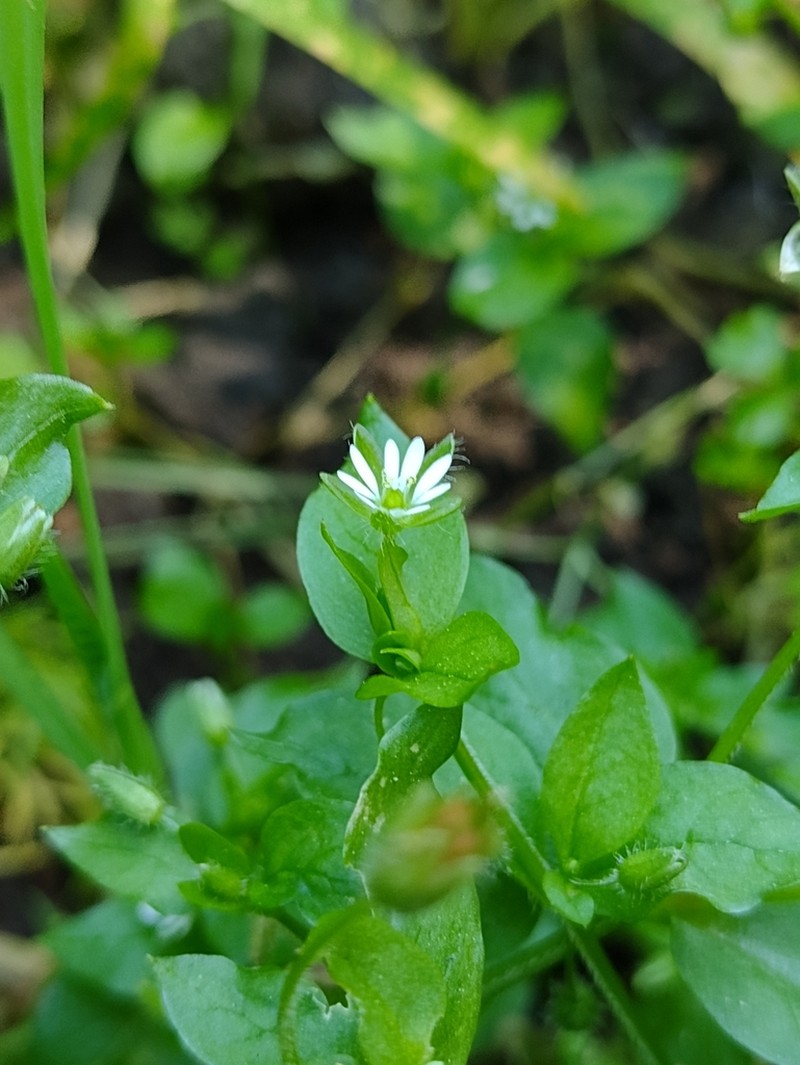 Mexican Starwort photo 2