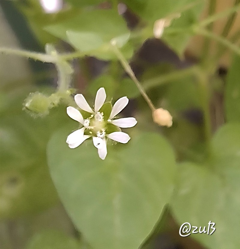 Mexican Starwort photo 3