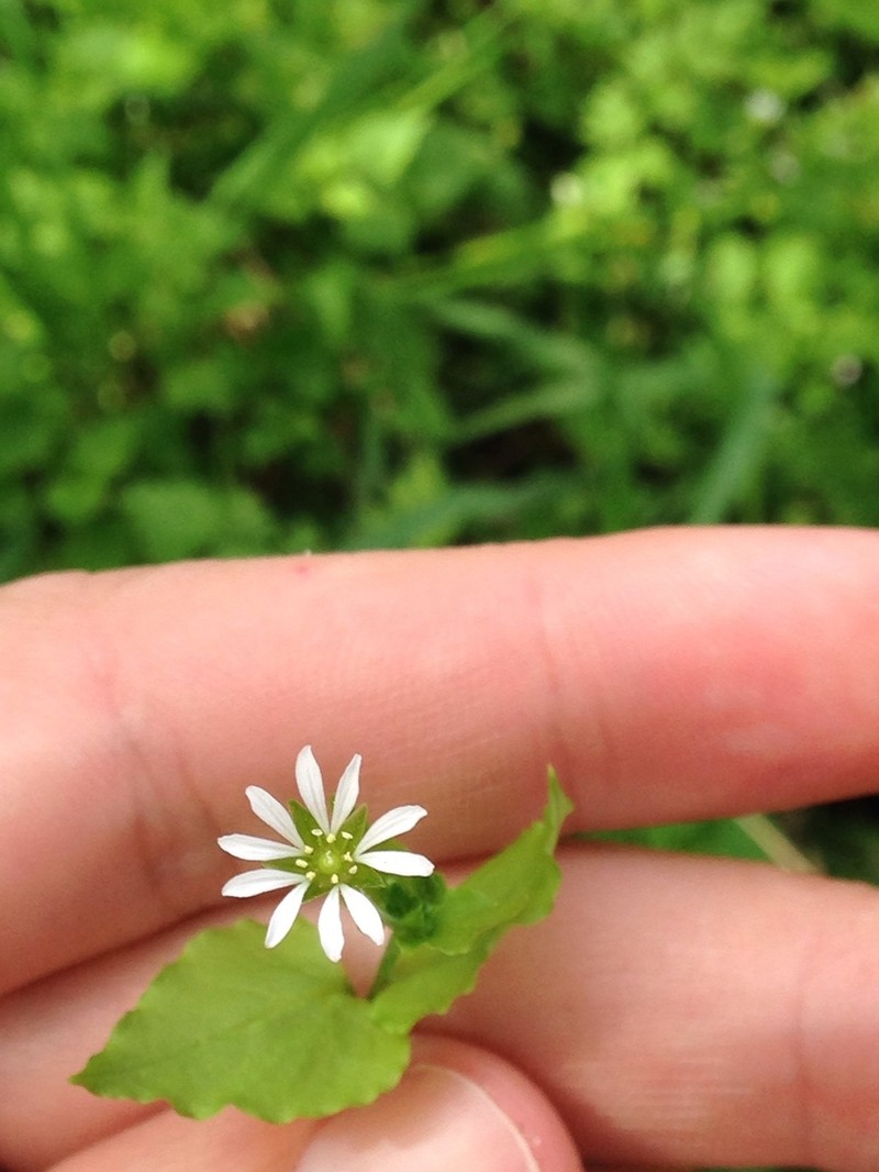 Mexican Starwort photo 4